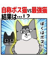 【漫画】『自称ボス猫VS最強猫！結果は…！？』1（まんぼう！さん提供）