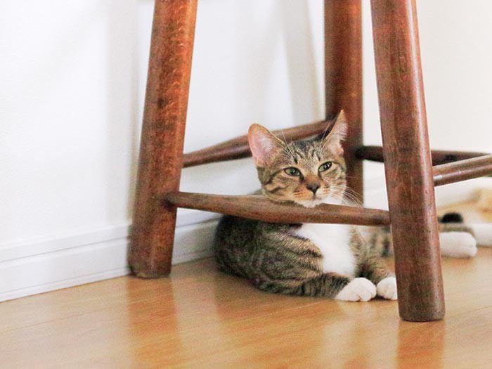 あご乗せパンちゃん。（テクニック3）