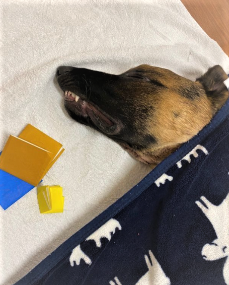 従業員の内部告発などによると、「シャンプー中にアダムくんを押さえつけてシャワーを2時間かけ続けた」という（提供画像）