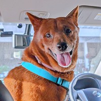 診察終了！ 車に戻ってにこにこ笑顔の陸くん（画像提供：kul0さん）