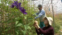 生け花やブーケで人気　クレマチスの出荷が最盛期　岡山・真庭市