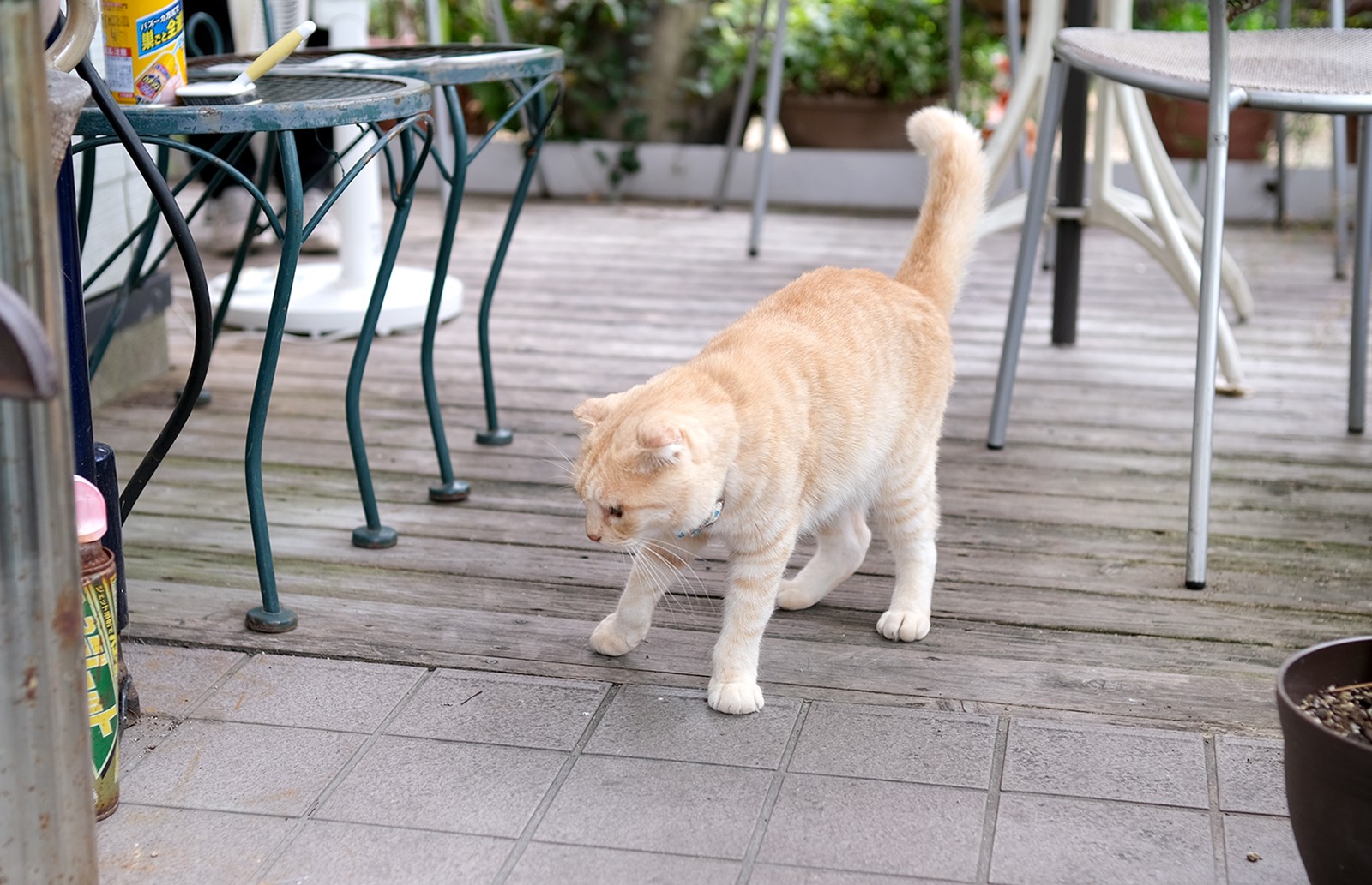 迷い猫からカフェの看板猫に 癒しのマスコット ゆうちゃんとオーナーの絆 ほ とせなnews