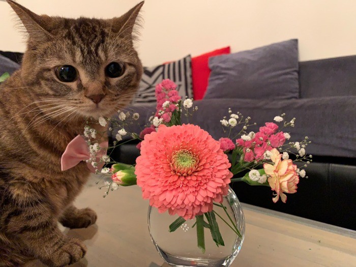 「ピンクグラデーションコーデよ」