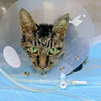 入院中、毒を摂取し危険な状態にあったタマちゃん（画像提供：Ari Mayaさん）