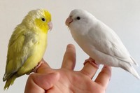 手乗りかどうかは鳥たちの気分次第
