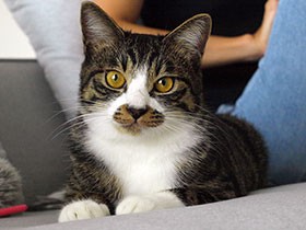 オンライン譲渡会でひとめぼれ　私をダッシュで帰宅させる、泥棒ヒゲの猫