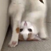 でんぐり返しを披露するムーちゃん／猫専用賃貸 Gatos Apartmentさん（gatos_apartment）提供＝画像をトリミングしています