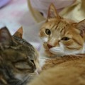 猫派の君嶋彼方さんが感じる愛と使命感