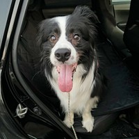 にこにこ笑顔のディークスくん（画像提供：A&Dさん）