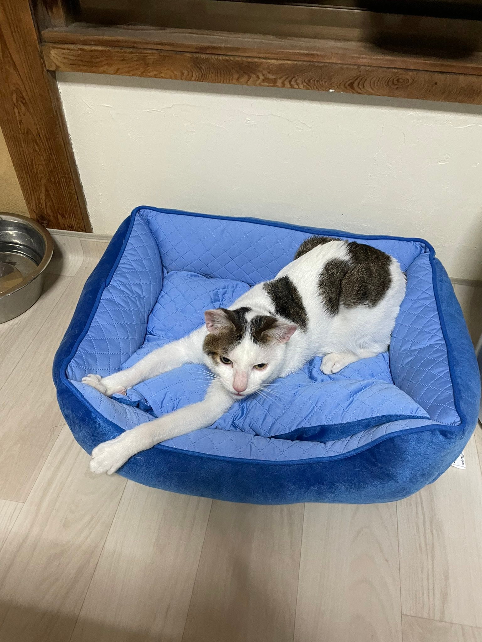 2週間前に保護した猫、めっちゃ伸びる」と保護猫の姿に爆笑