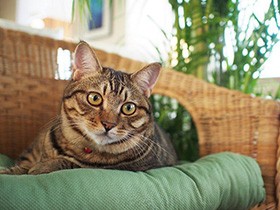 海辺のホテルの不思議な時間　引き寄せられるワケあり猫と人々