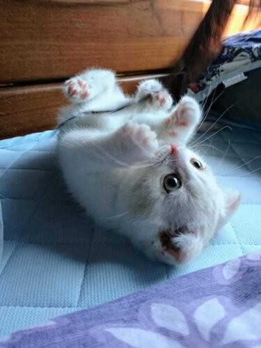 家にきたころの「けい」