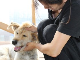 保護された元野犬「山田くん」　殺処分寸前に救出、穏やかな晩年