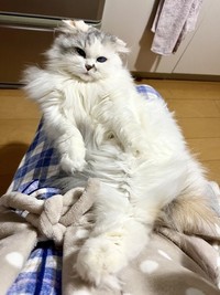 体の上で伸びるという器用な特技を習得している