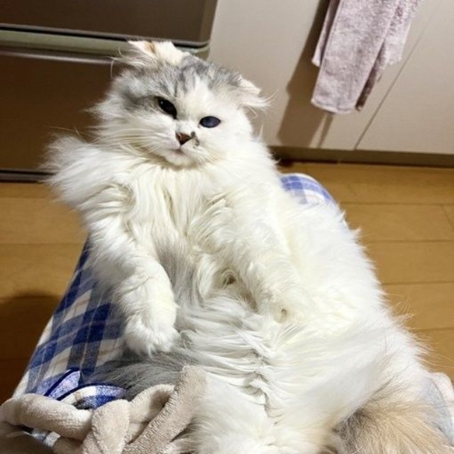 体の上で伸びるという器用な特技を習得している