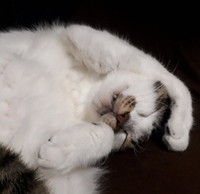 闘病前のかわいい寝相