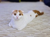 やんちゃで好奇心旺盛！ 愛らしいミックくん（画像提供：今日と、セラ、ミックさん）