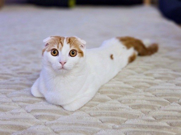 やんちゃで好奇心旺盛！ 愛らしいミックくん（画像提供：今日と、セラ、ミックさん）