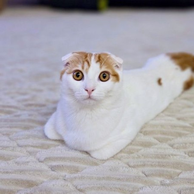 やんちゃで好奇心旺盛！ 愛らしいミックくん（画像提供：今日と、セラ、ミックさん）