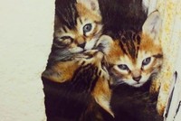 保護される前の2匹＝smooch.0518xoxoさん提供