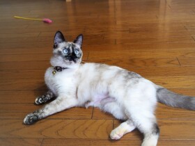 山のカラス軍団にさらわれかけた子猫　助け出され、今は甘えん坊な家猫に