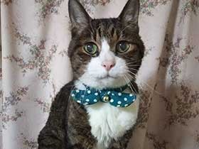 ２０歳目指して長生きしてね　かぎしっぽのキジ白「ラブ」　