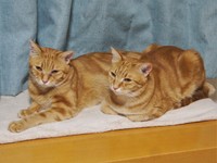 仲良し茶トラ兄弟（提供：えだももさん）