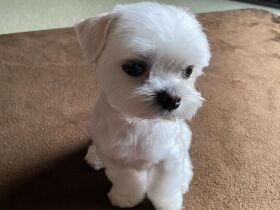 嫌なことがあっても、この子の顔を見ると笑顔になれる！　マルチーズ「ショパン」