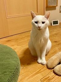 楓ちゃんは16歳。血液検査では腎臓の数値は高くありませんが、3年前より糖尿病で、毎日インスリンの注射を打っています。肥満細胞腫というできものもあります（経過観察中）。この写真は、全身麻酔をかけて歯周病の治療した後、帰宅してまだまだ麻酔でふわふわしているときのものです。