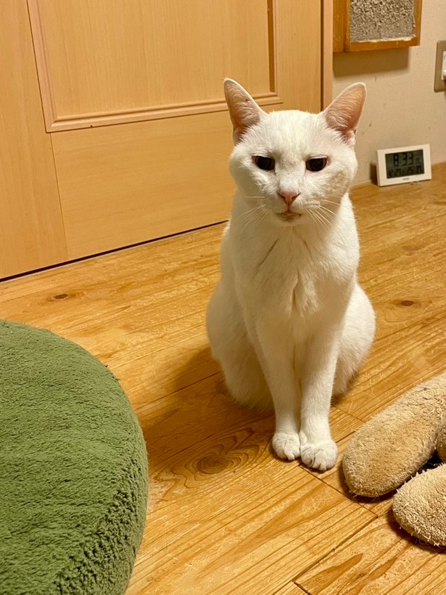 楓ちゃんは16歳。血液検査では腎臓の数値は高くありませんが、3年前より糖尿病で、毎日インスリンの注射を打っています。肥満細胞腫というできものもあります（経過観察中）。この写真は、全身麻酔をかけて歯周病の治療した後、帰宅してまだまだ麻酔でふわふわしているときのものです。