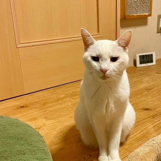 楓ちゃんは16歳。血液検査では腎臓の数値は高くありませんが、3年前より糖尿病で、毎日インスリンの注射を打っています。肥満細胞腫というできものもあります（経過観察中）。この写真は、全身麻酔をかけて歯周病の治療した後、帰宅してまだまだ麻酔でふわふわしているときのものです。