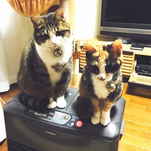 先住猫リナお姉さんと