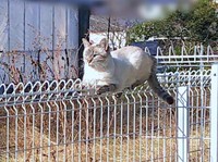 保護前、柵の上でくつろぐふぅさん（画像提供：北田千尋さん）