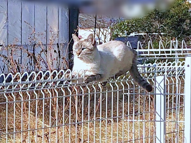 保護前、柵の上でくつろぐふぅさん（画像提供：北田千尋さん）
