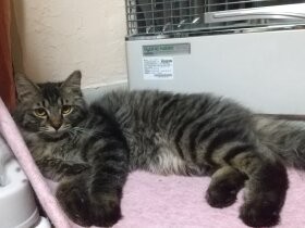 最初はタヌキかと！？　ライオンのようにフワフワのタテガミがあるミックス猫「まる」