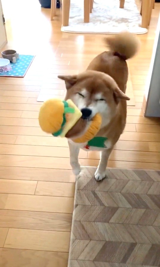 届けるのは笑顔だけ！？柴犬「シーバーイーツ」が話題 手を差し出すと