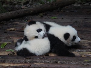 双子のパンダに日本中が沸いた。自分の生きる意味が分からなくなった