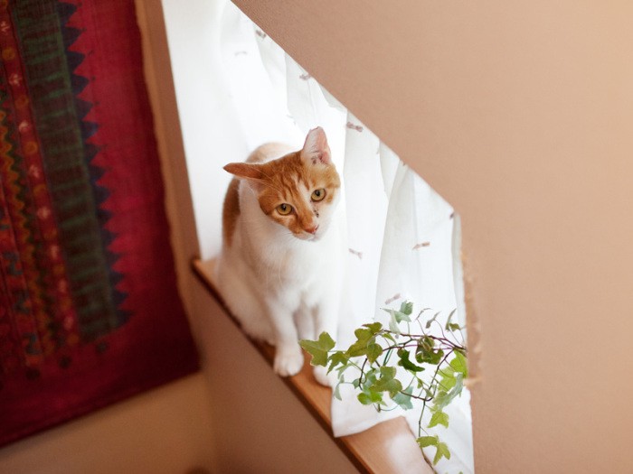 「私、どうやってここに登ったのかしら？」（小林写函撮影）