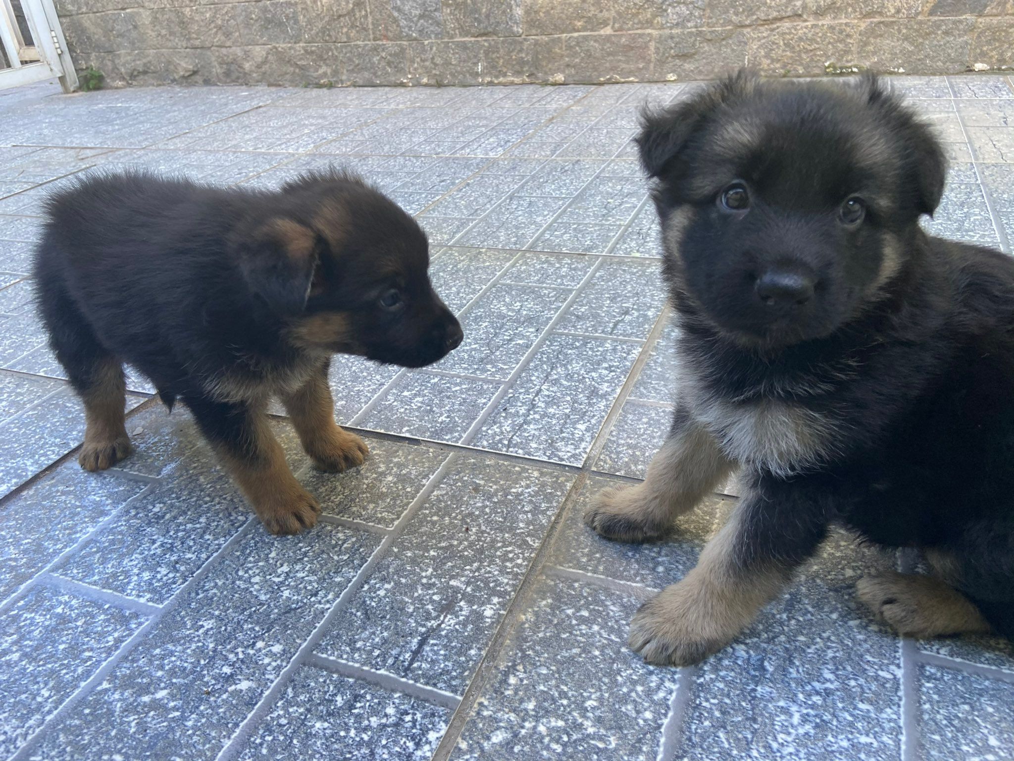 シェパード犬2匹がぐるぐるワンワン！「バターになっちゃいそう」2匹のために購入したひろびろ古民家で駆け回る兄弟犬｜まいどなニュース