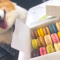 フランス土産のマカロンと後ろから圧をかけるラッキーくん（提供：ももぽいさん）※一部トリミング