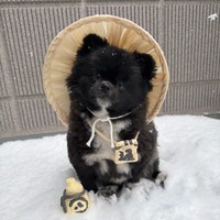 本物の信楽焼たぬきにそっくりないで立ちのくつちゃん（提供：信楽焼たぬきのくつした｜漫画も連載中さん）