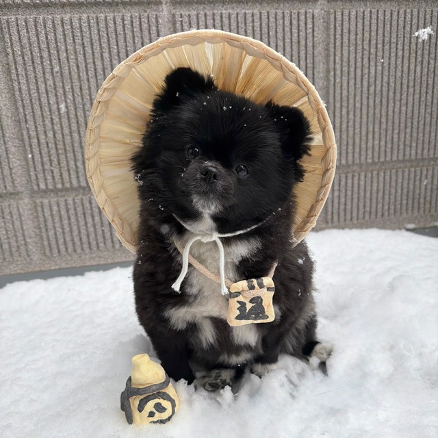 本物の信楽焼たぬきにそっくりないで立ちのくつちゃん（提供：信楽焼たぬきのくつした｜漫画も連載中さん）