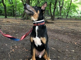 マシンガンのようにほえ続けた保護犬　トレーニングの効果があり譲渡間近と思った矢先