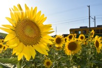 サンフラワープロジェクトで育てたひまわり畑（画像提供：舟橋村役場）