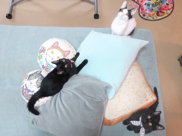 事務所で楽しそうに遊ぶ猫たち