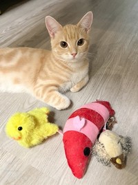 お気に入りのオモチャを披露中～（画像提供：ぷくりさん）