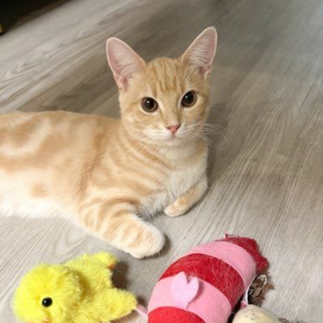 お気に入りのオモチャを披露中～（画像提供：ぷくりさん）