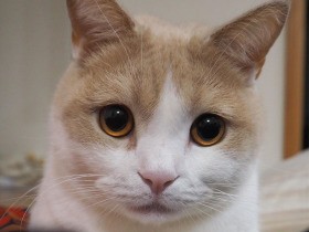 かわいい声でメロメロにしちゃうよ　ブリショの「さくら」　