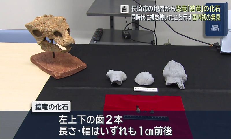 長崎市で恐竜・鎧竜の歯の化石発見 同時代に複数種いたことを示す国内