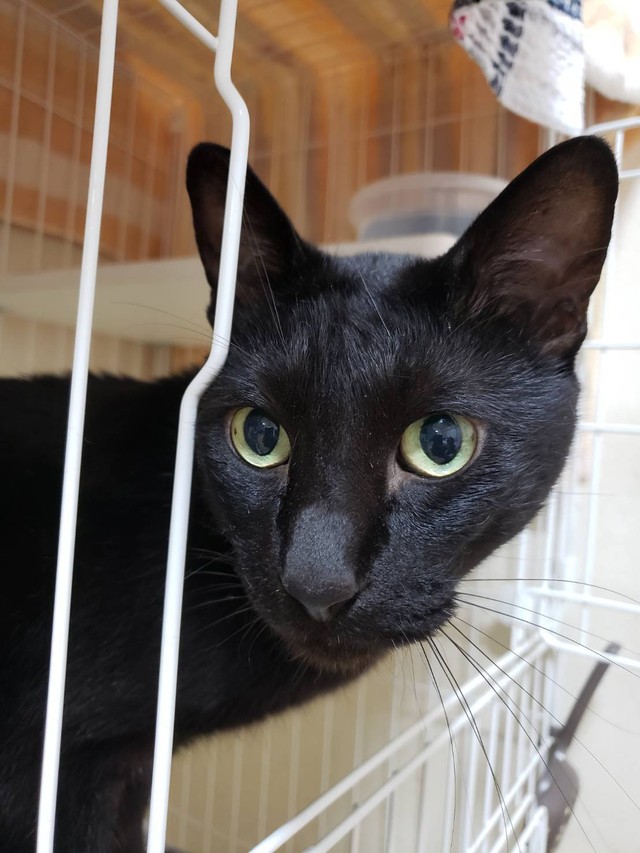 首輪を付けっぱなしにしないことはもちろん、ペットを飼う上での小さな注意や想像力が動物の命を守る（アニマルレスキューたんぽぽ提供）